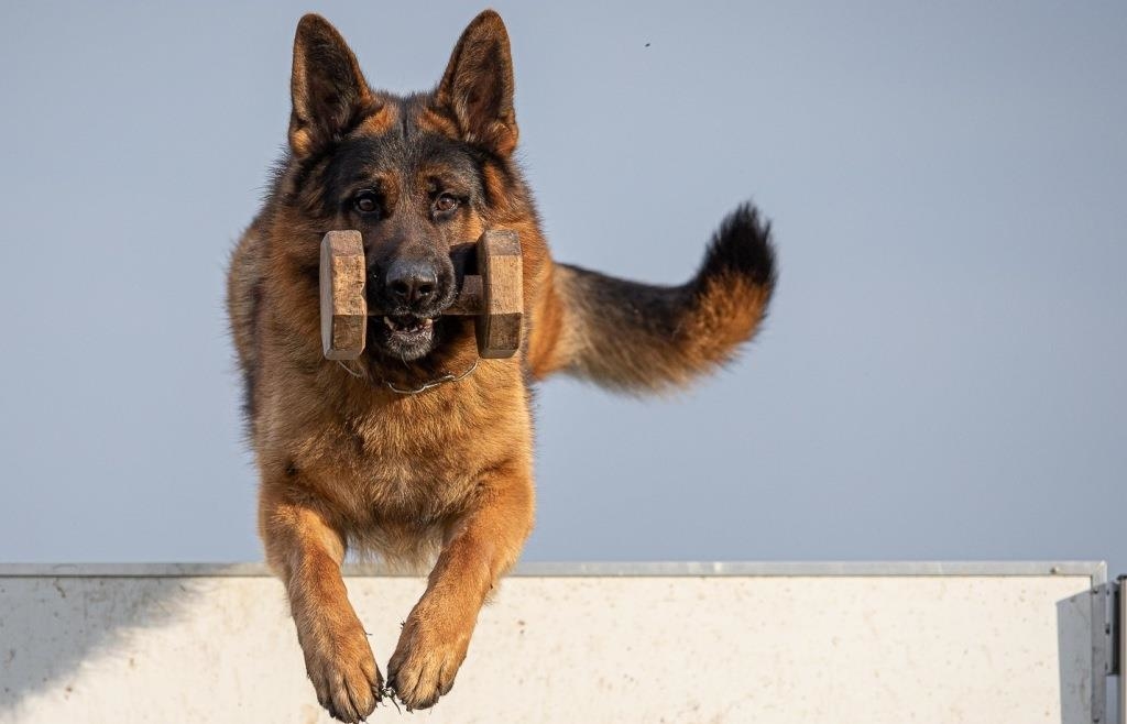 Schönster Deutscher Schäferhund kommt aus Reichertshofen