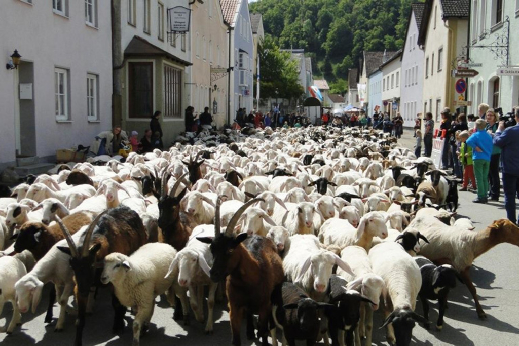 Sie ziehen wieder auf die Sommerweide