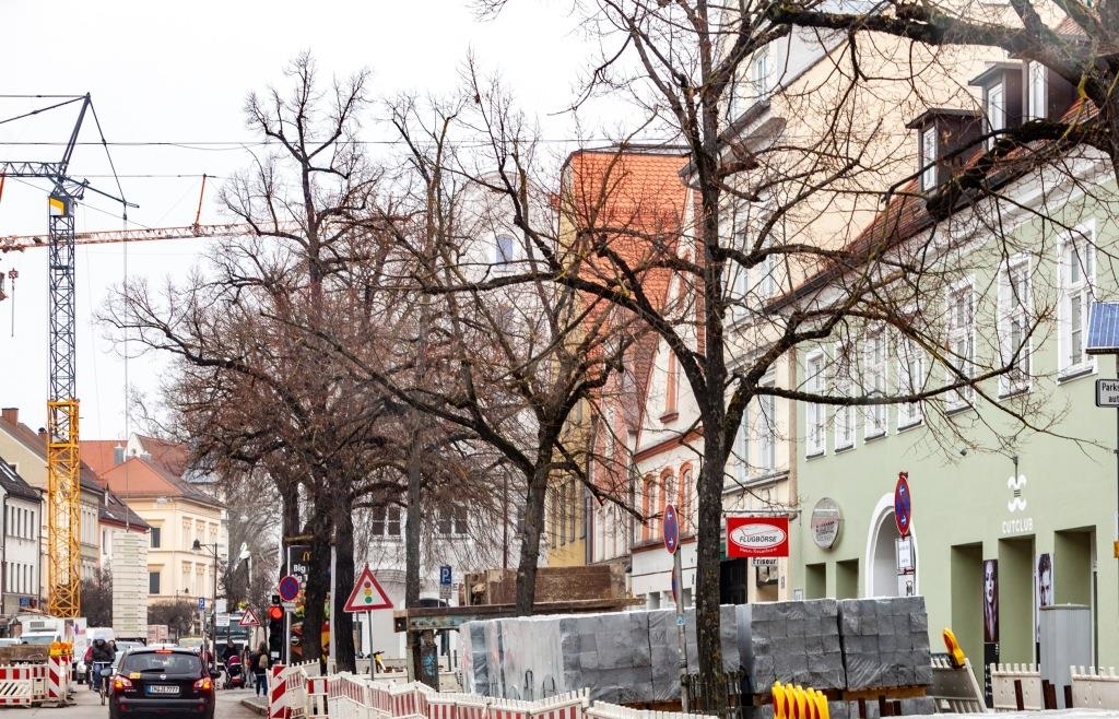 In der Innenstadt werden kranke Bäume gefällt